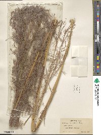 Andropogon brachystachyus image