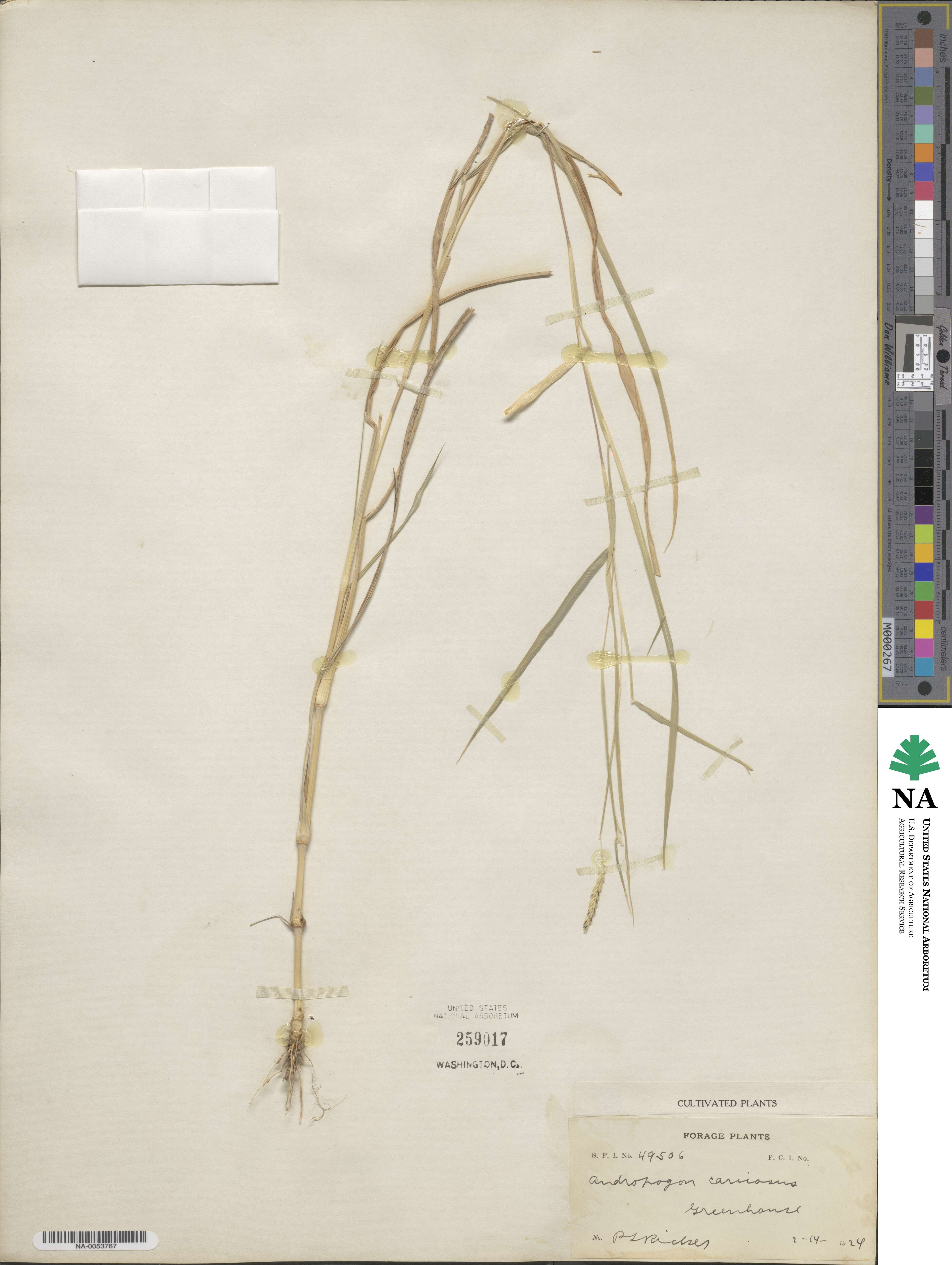 Dichanthium caricosum image