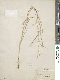 Dichanthium caricosum image