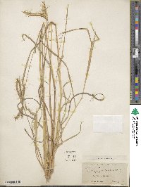 Dichanthium caricosum image