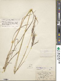 Image of Bothriochloa bladhii