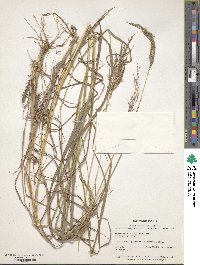 Bothriochloa bladhii image