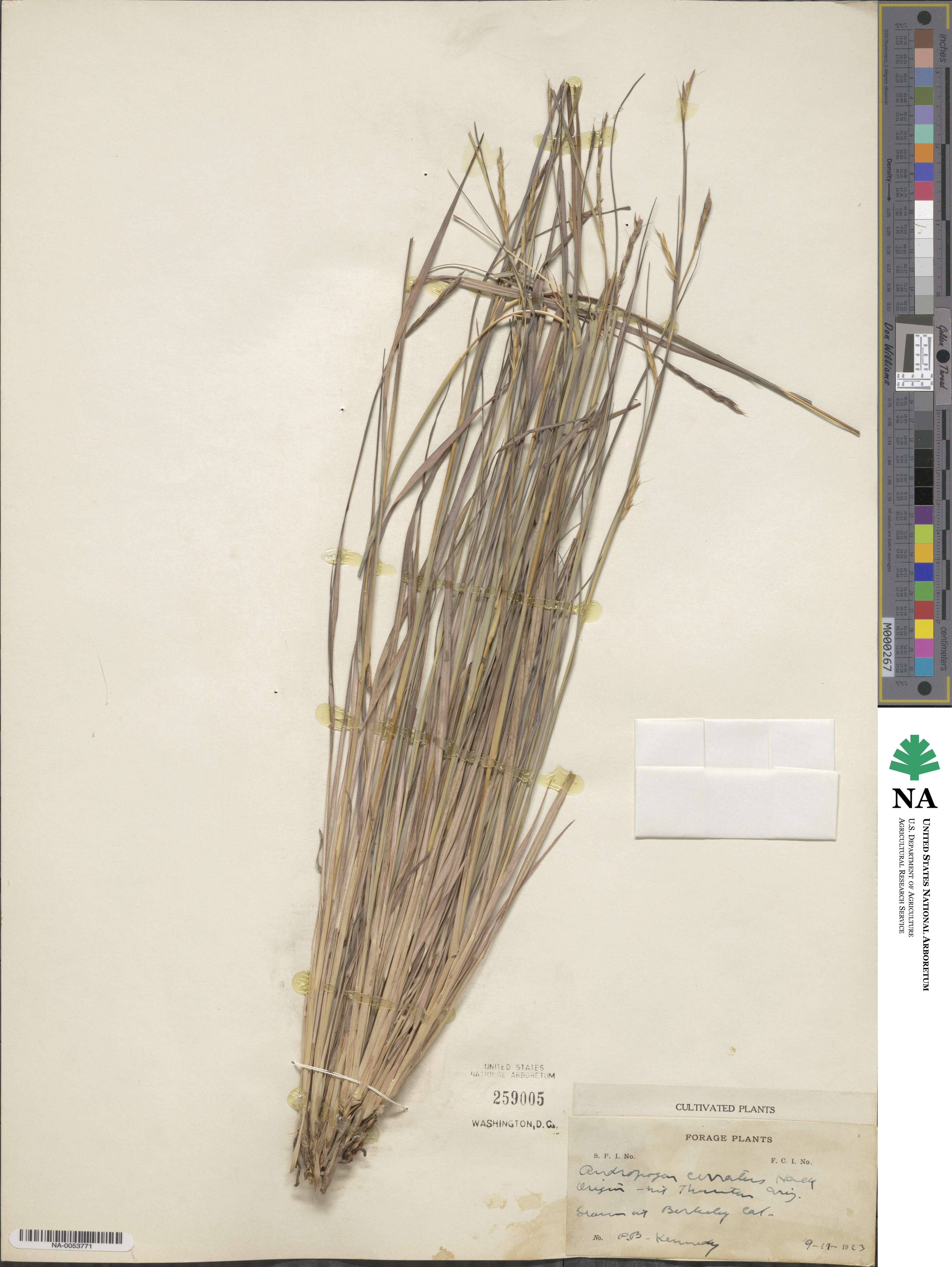 Andropogon cirratus image