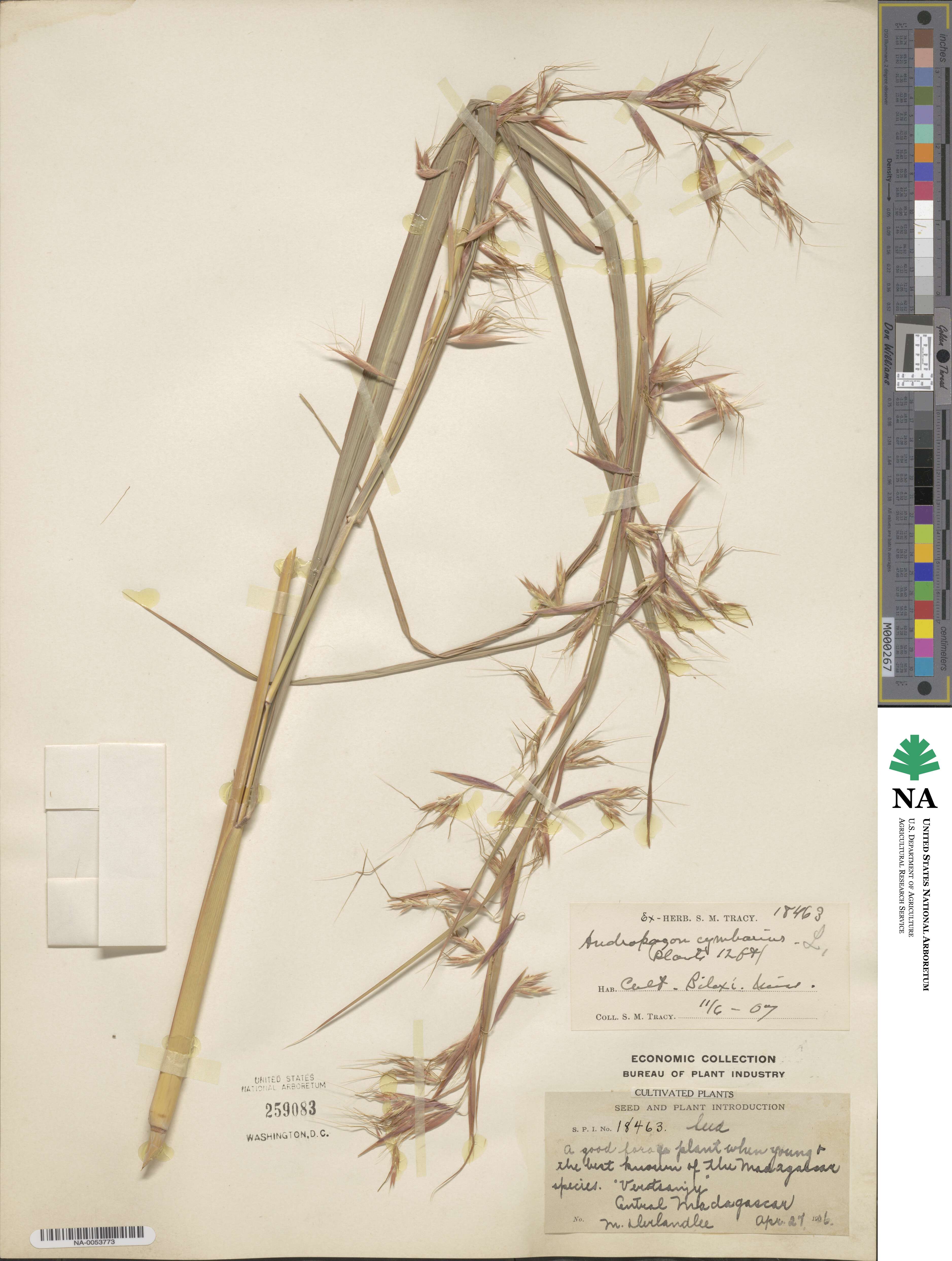 Hyparrhenia cymbaria image