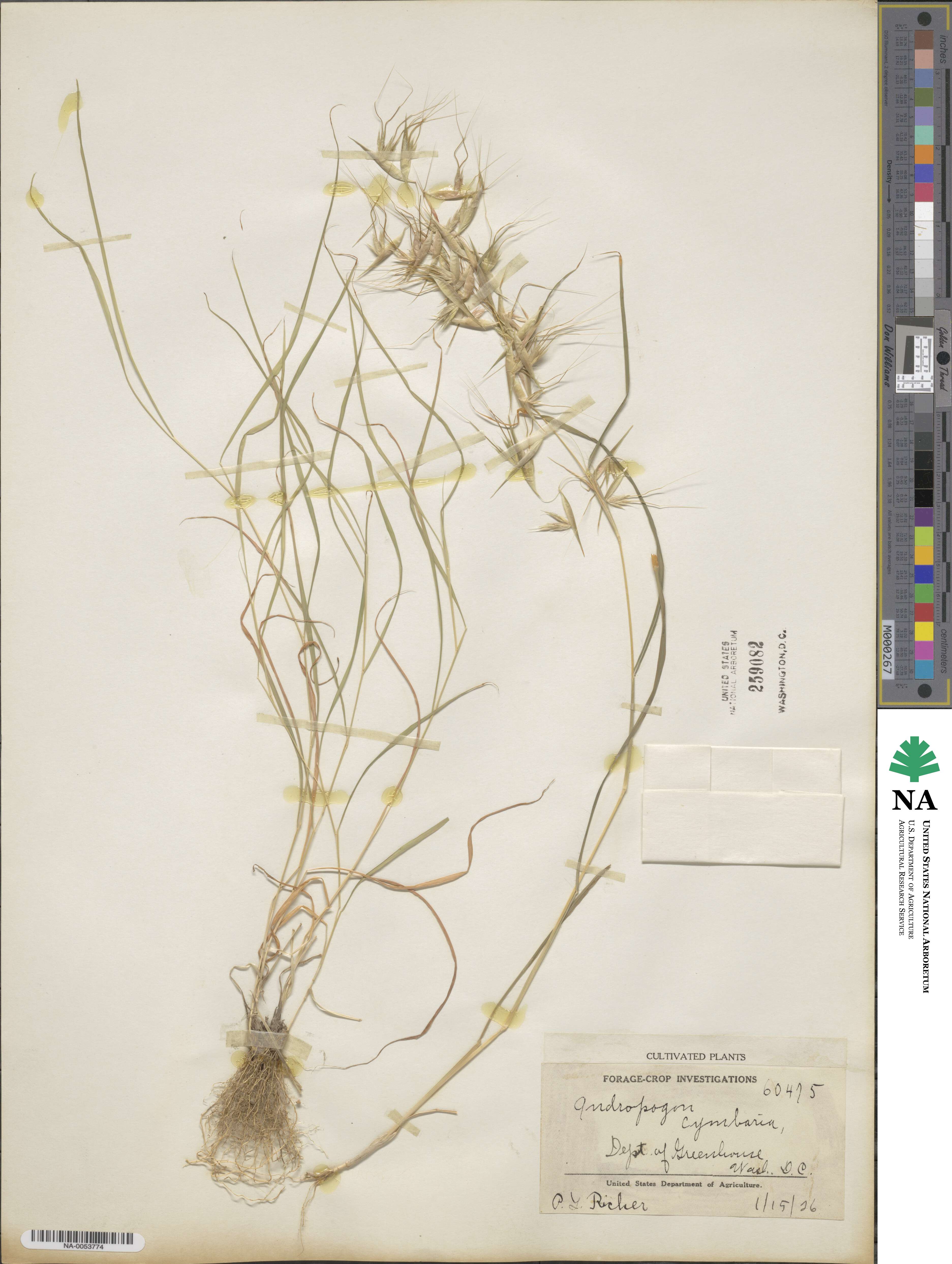 Hyparrhenia cymbaria image