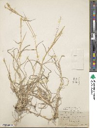 Bothriochloa barbinodis image