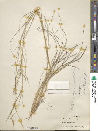 Dichanthium foveolatum image