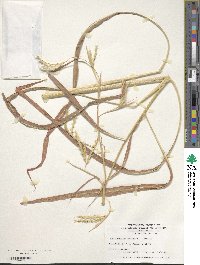 Image of Andropogon gayanus