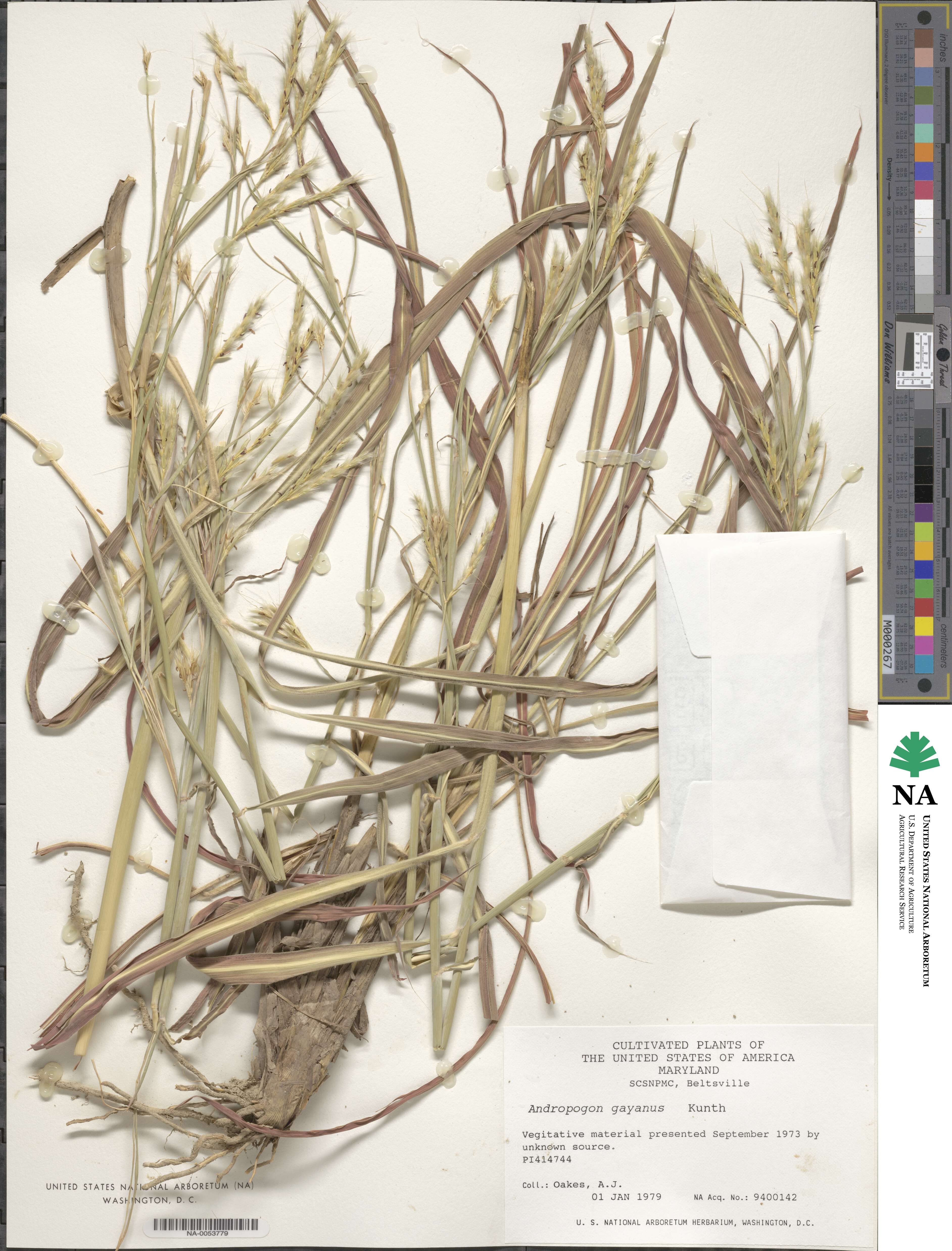 Andropogon gayanus image