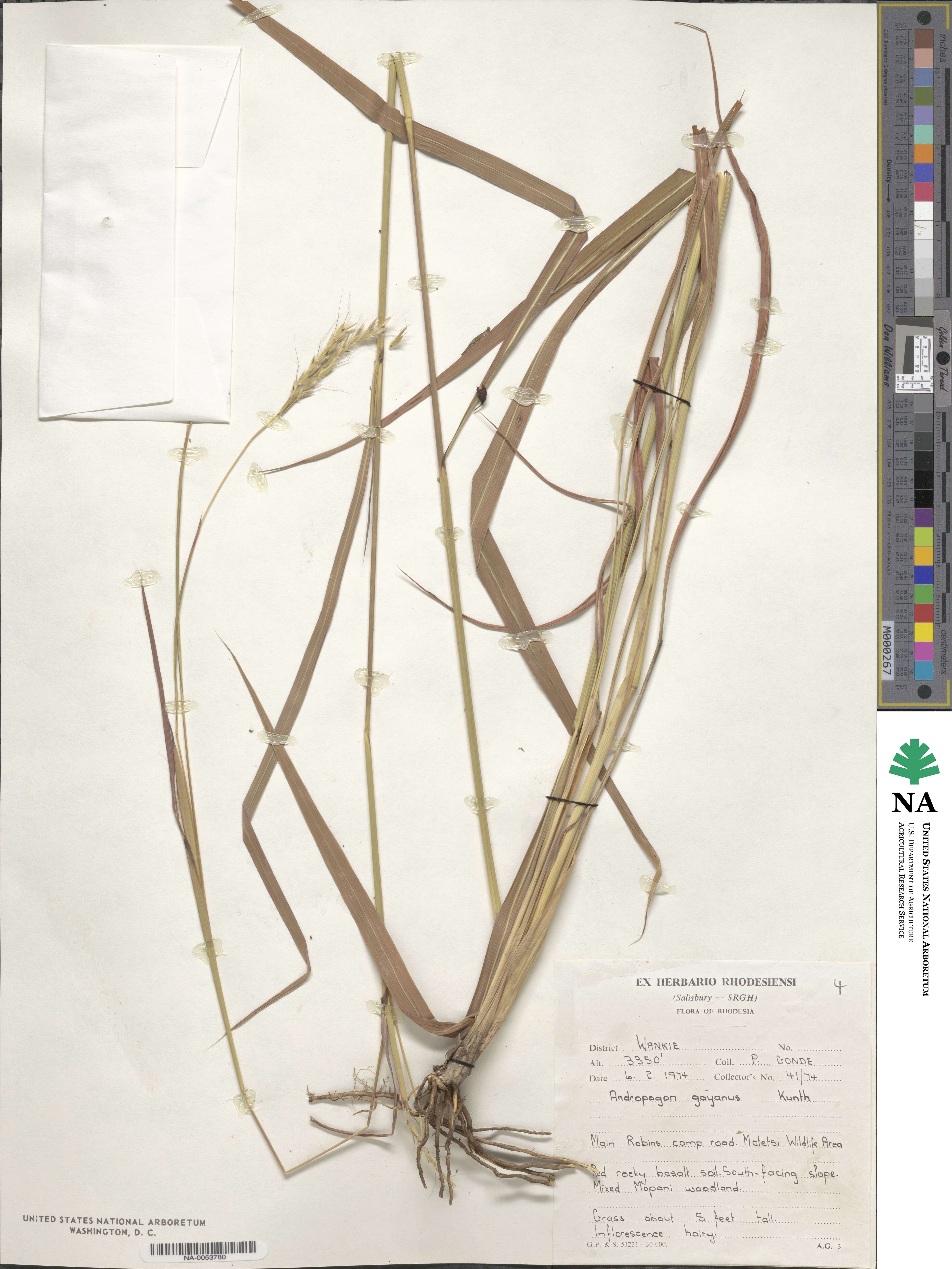 Andropogon gayanus image