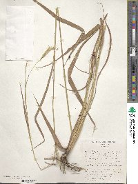 Andropogon gayanus image