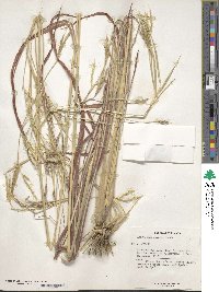 Andropogon gayanus image