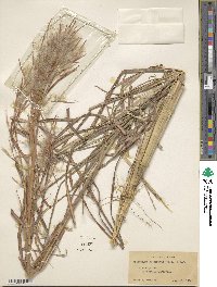 Andropogon glomeratus image