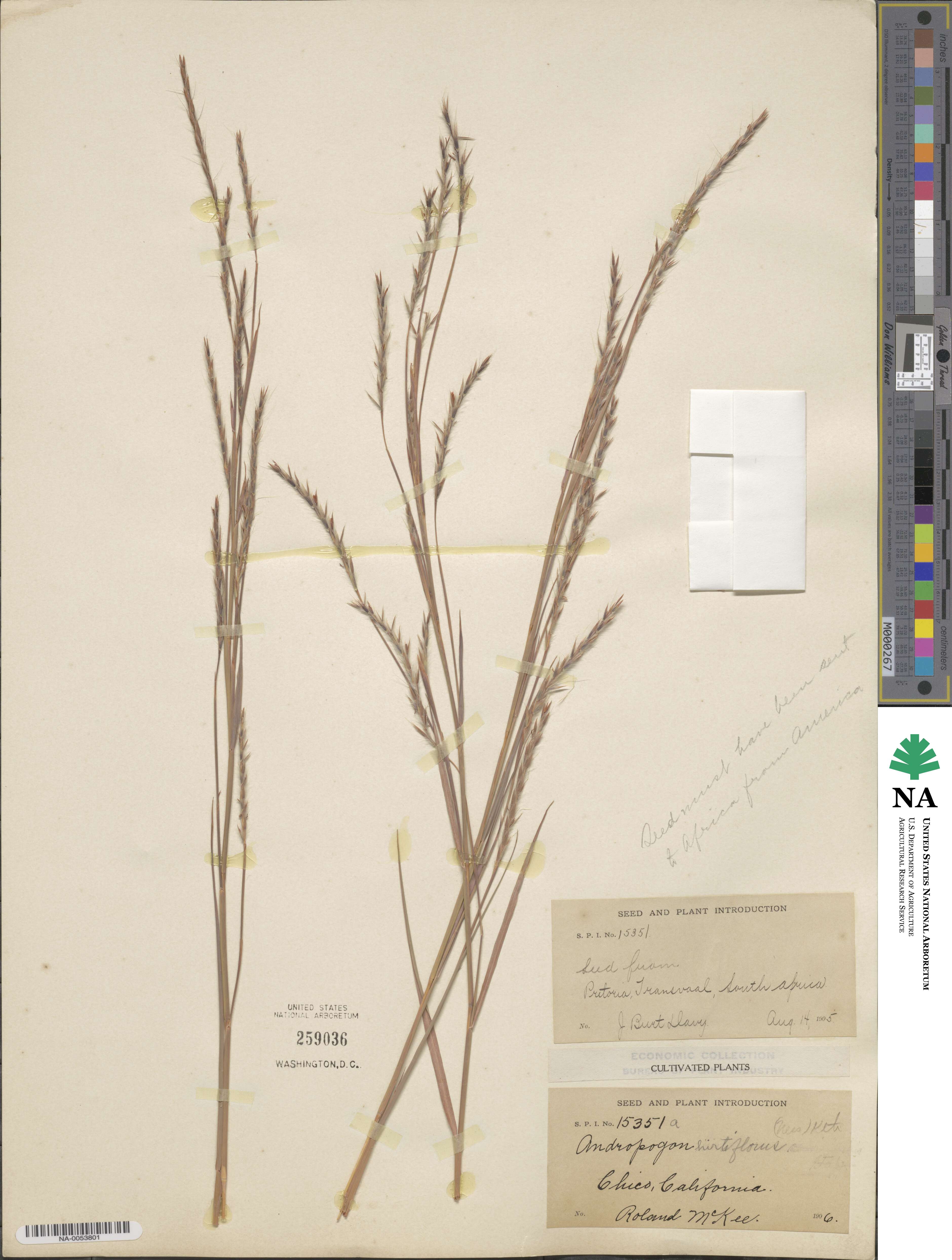 Schizachyrium sanguineum image