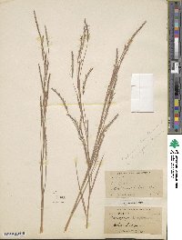 Schizachyrium sanguineum image