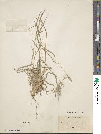 Bothriochloa barbinodis image