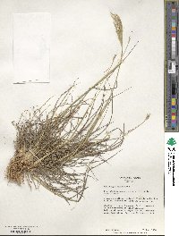 Bothriochloa ischaemum image