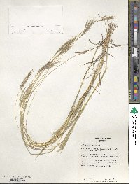 Bothriochloa ischaemum image