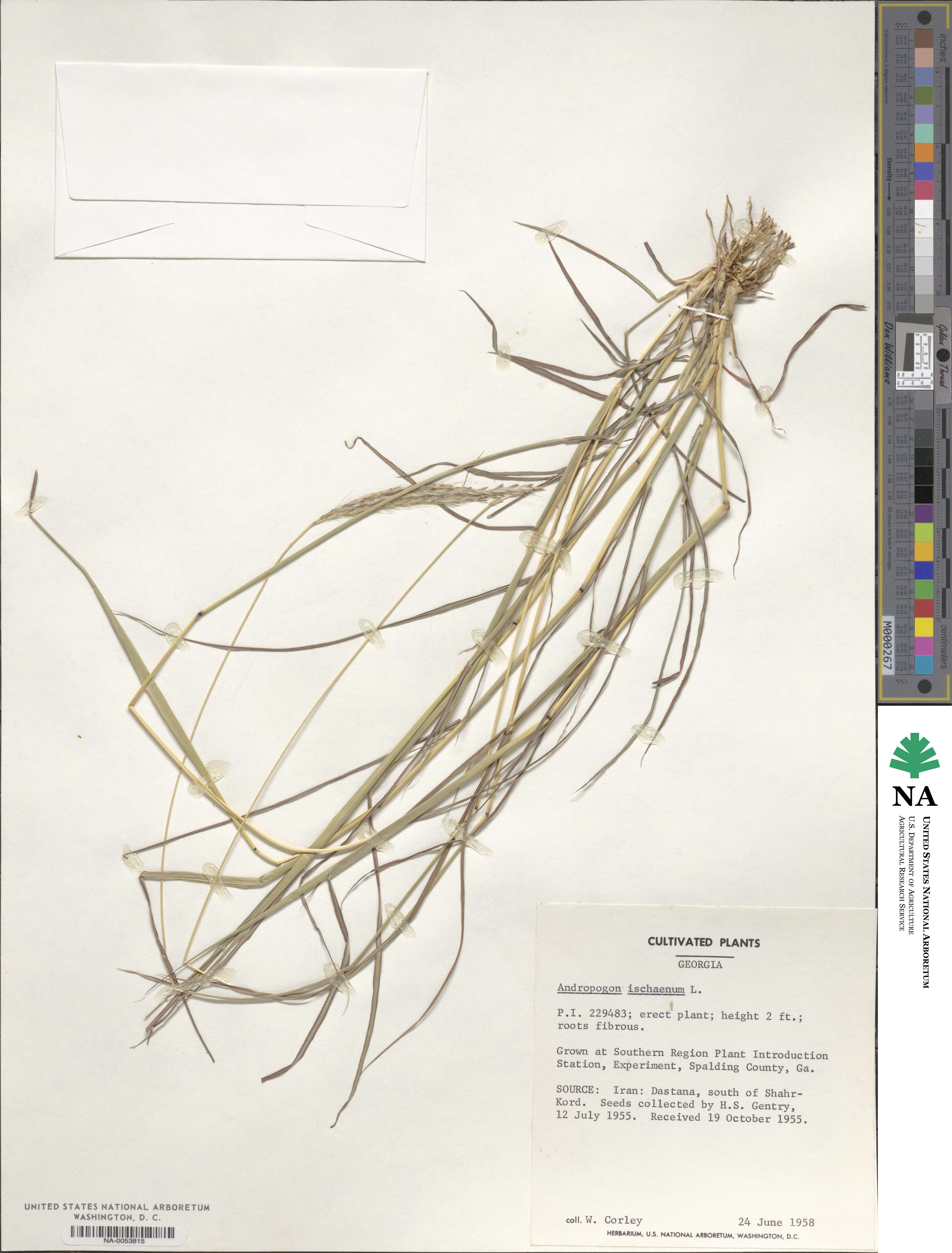 Bothriochloa ischaemum image