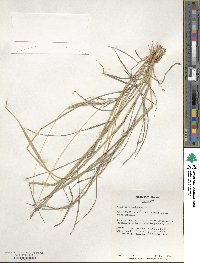 Bothriochloa ischaemum image