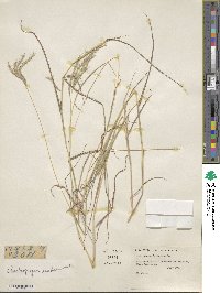 Bothriochloa ischaemum image