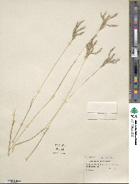 Bothriochloa ischaemum image