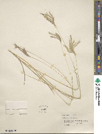 Bothriochloa ischaemum image