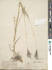 Bothriochloa ischaemum image