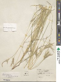 Bothriochloa ischaemum image