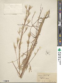 Andropogon longiberbis image