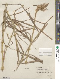 Capillipedium parviflorum image