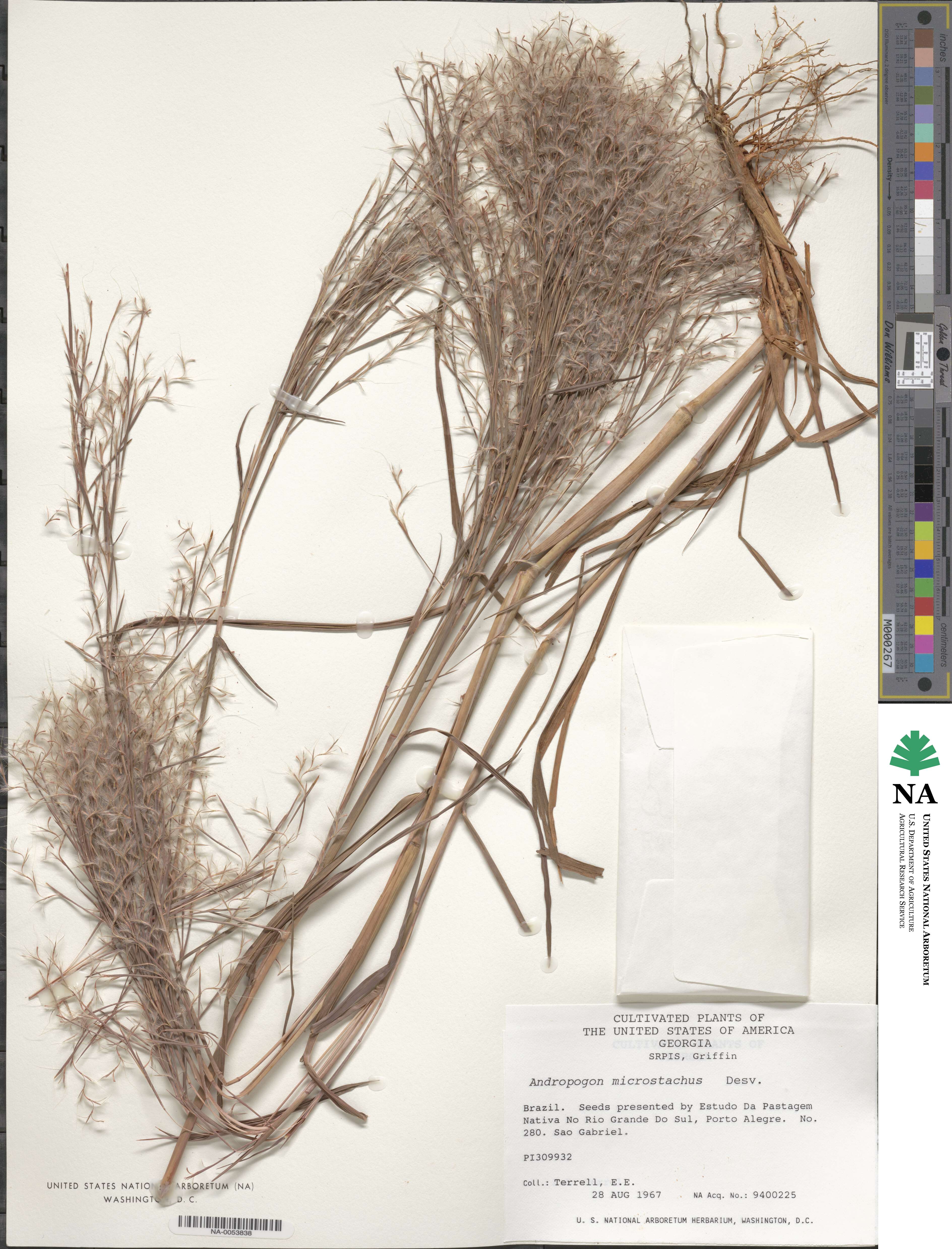 Schizachyrium microstachyum image