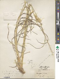 Capillipedium parviflorum image