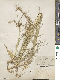 Capillipedium parviflorum var. montanum image