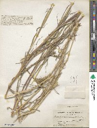 Dichanthium aristatum image