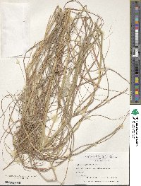 Bothriochloa barbinodis image