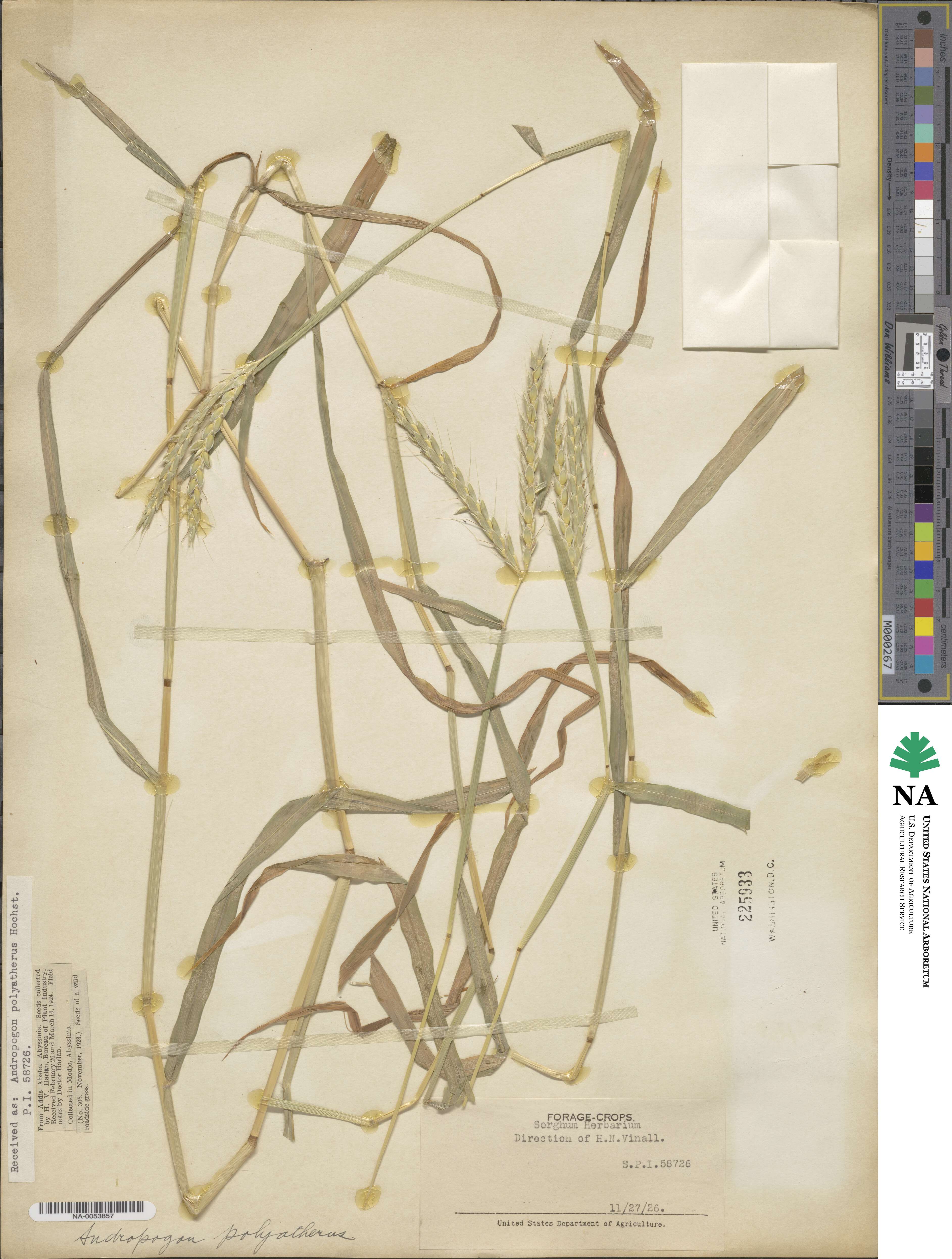 Andropogon abyssinicus image