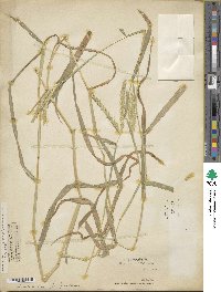 Image of Andropogon abyssinicus