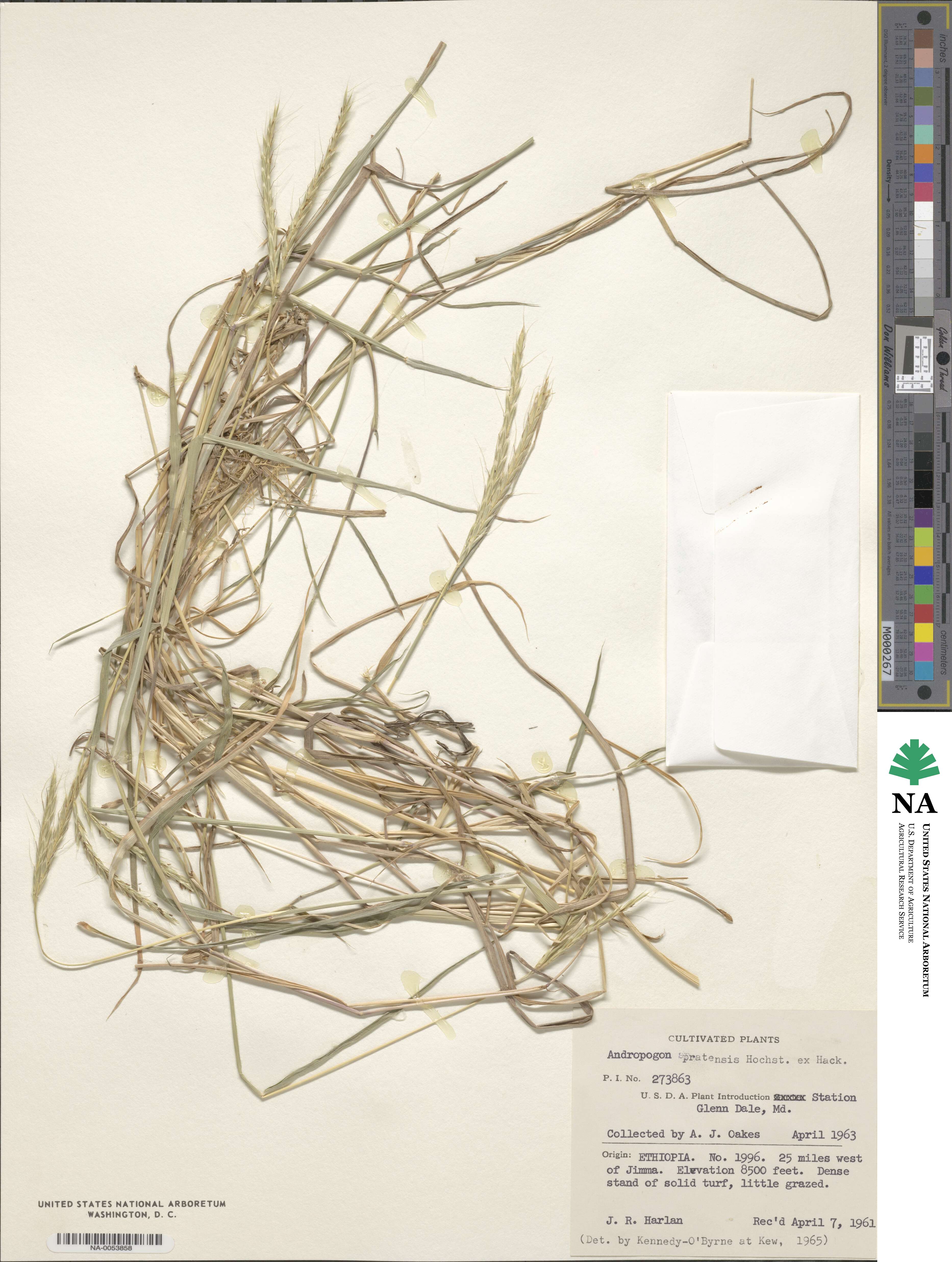 Andropogon abyssinicus image