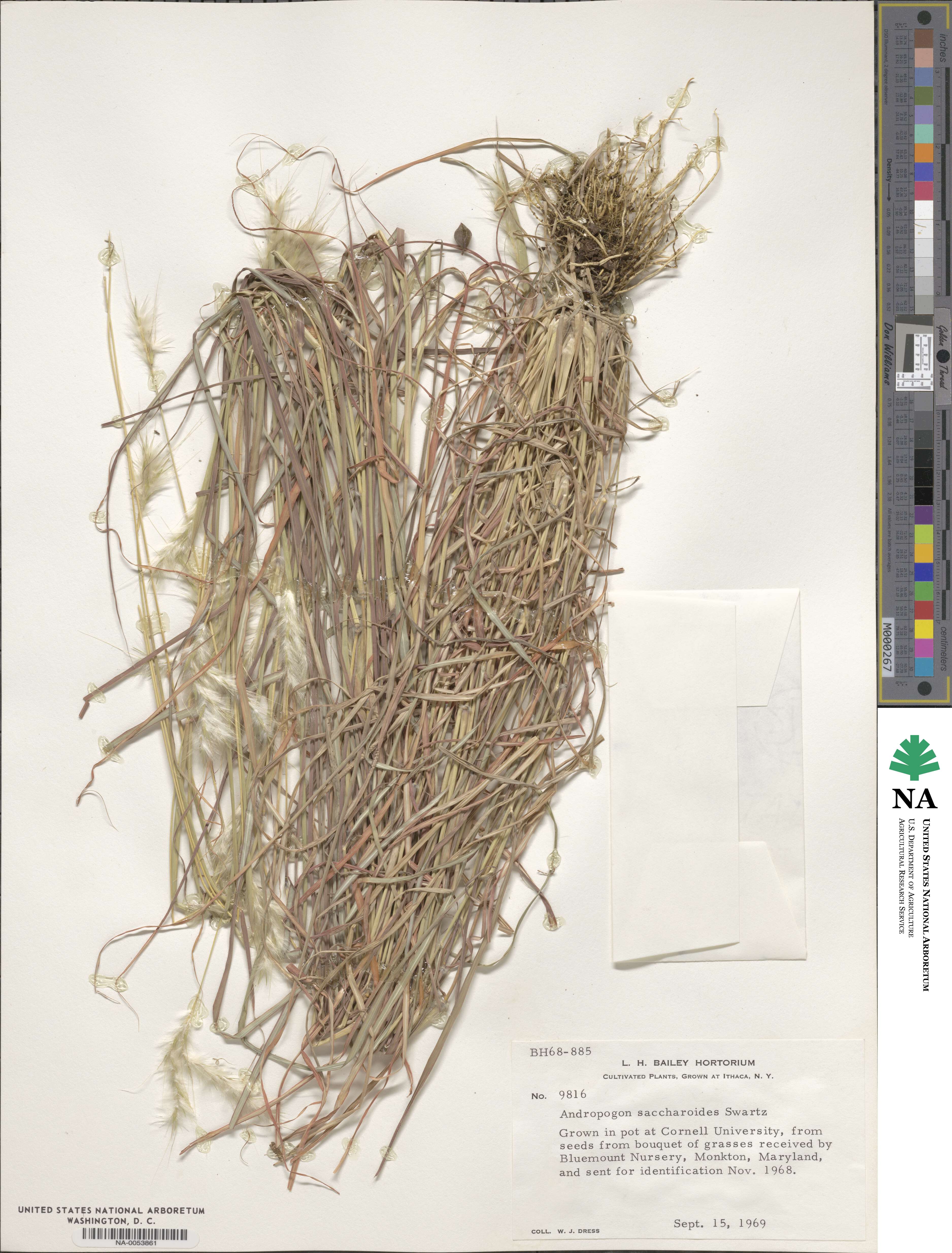 Bothriochloa saccharoides image