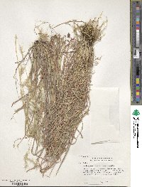 Bothriochloa saccharoides image