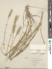 Bothriochloa saccharoides image