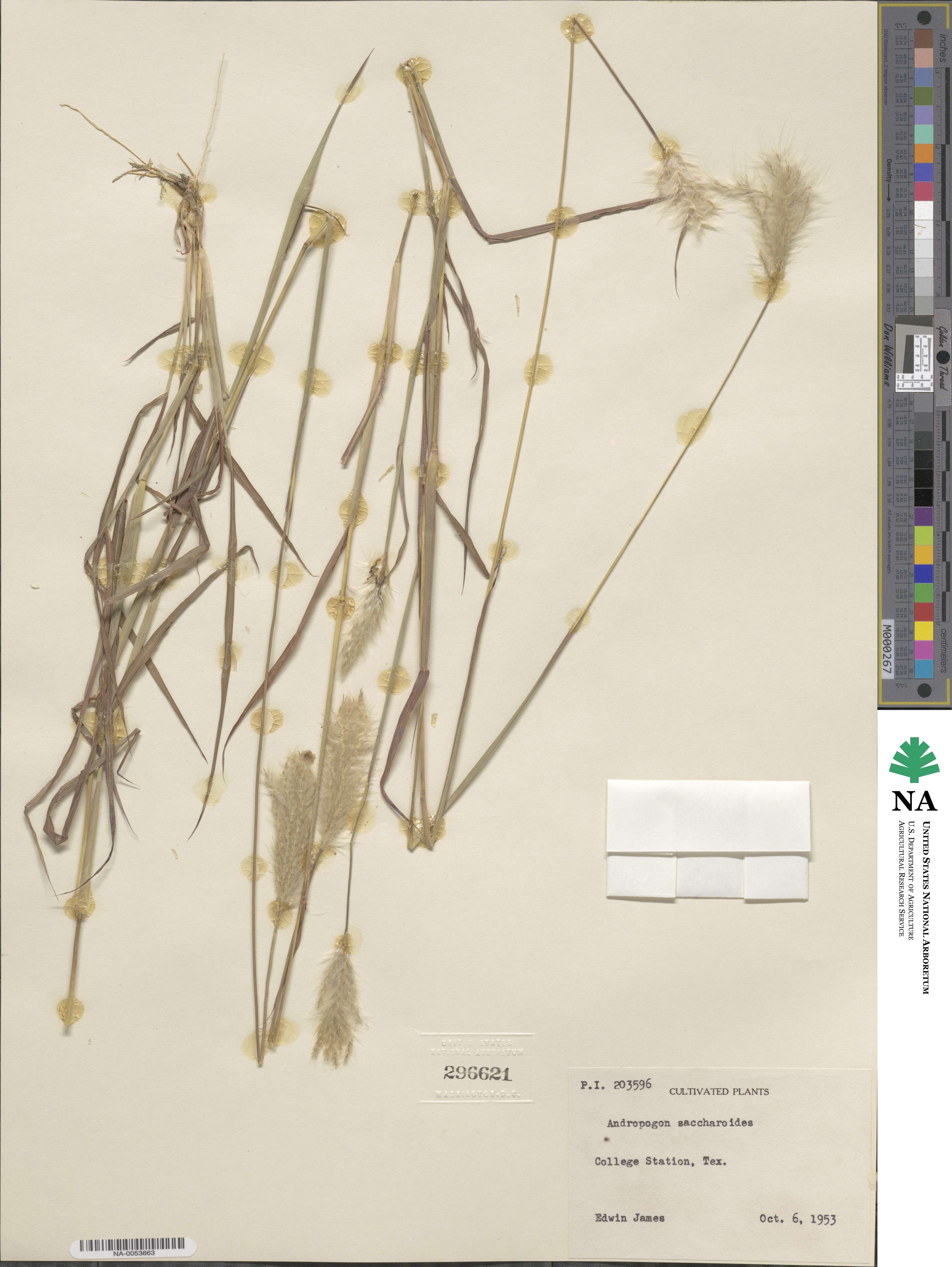 Bothriochloa saccharoides image