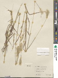 Bothriochloa saccharoides image