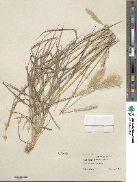 Bothriochloa saccharoides image