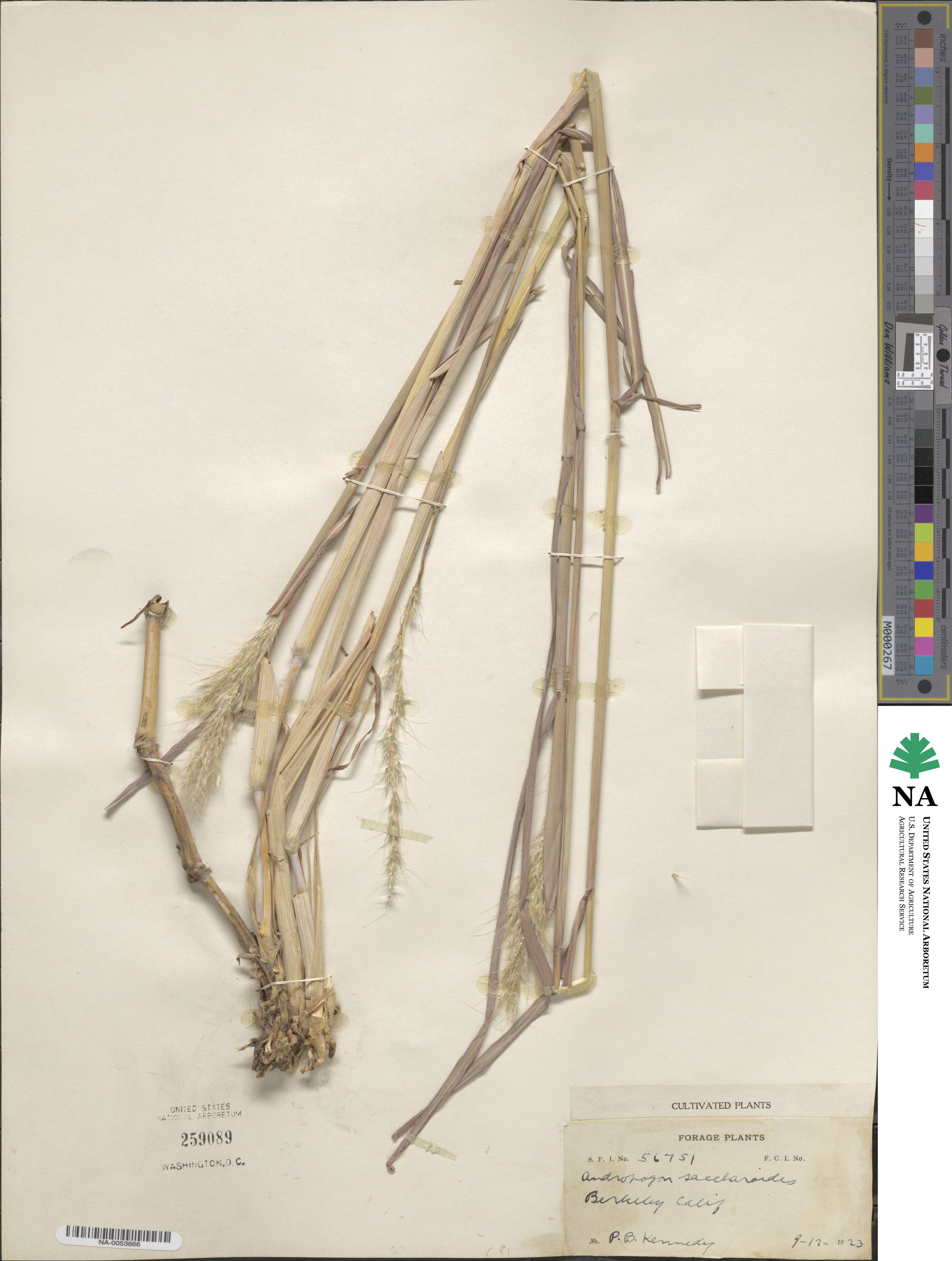 Bothriochloa saccharoides image