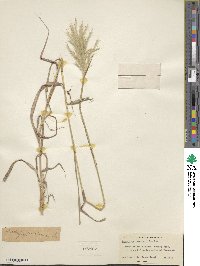 Bothriochloa saccharoides image