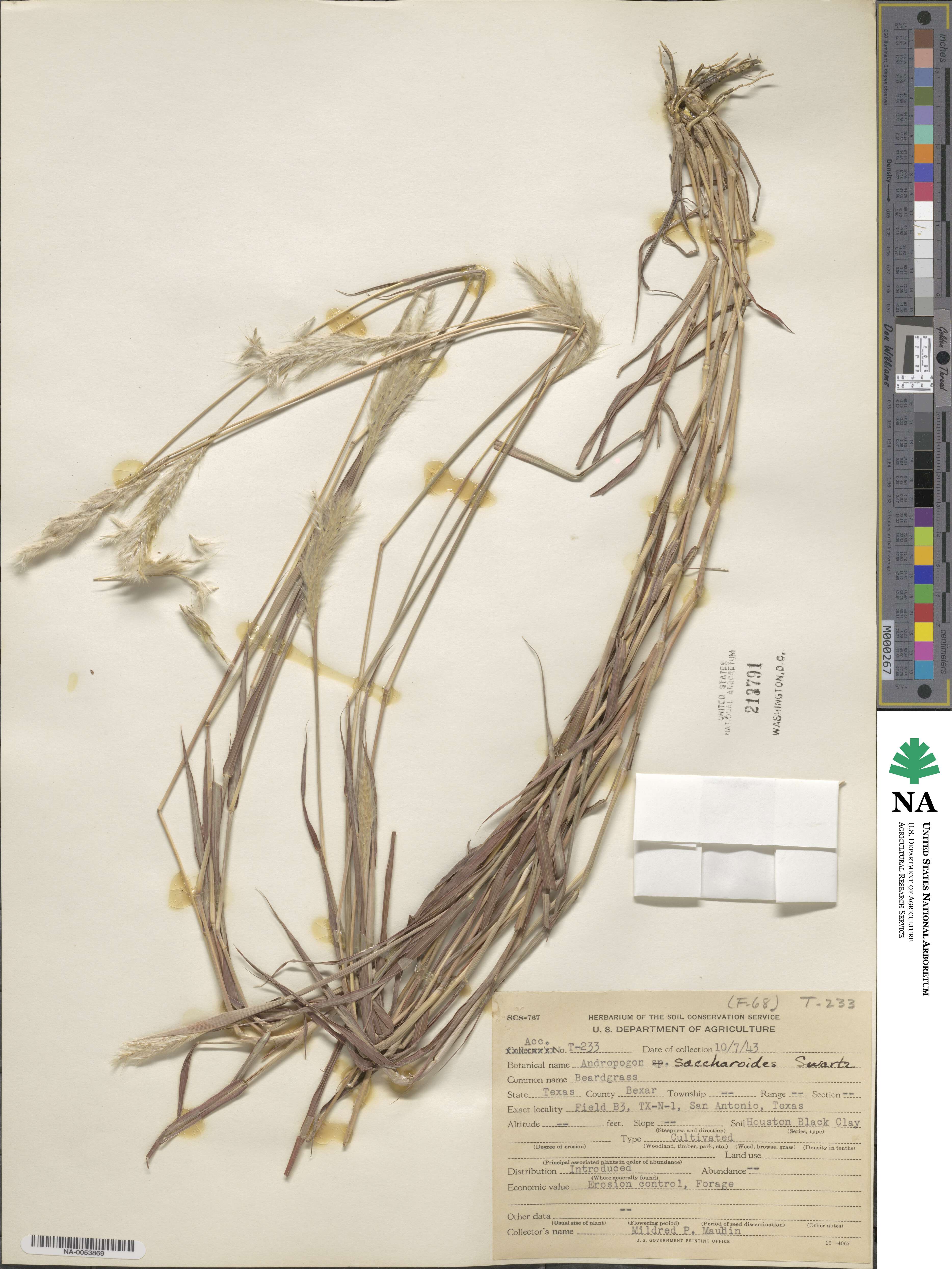 Bothriochloa saccharoides image