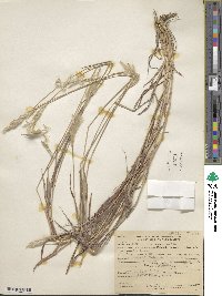 Bothriochloa saccharoides image