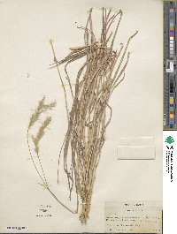 Image of Bothriochloa laguroides